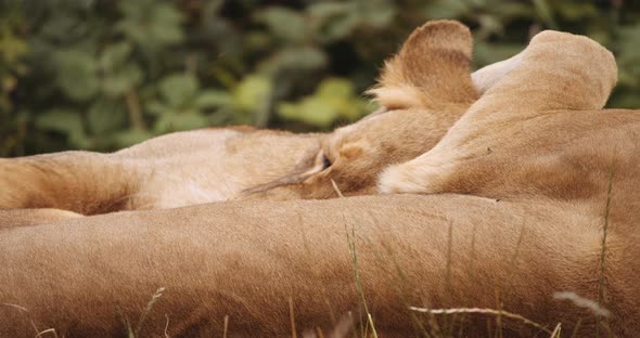 Lions Sleeping Together In Safari Park