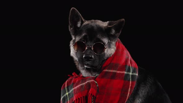 Dog Breed American Akita Sits in the Studio on a Black Background. The Pet Has Sunglasses on Its