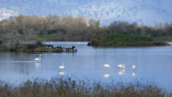 Flamingos with cormorants