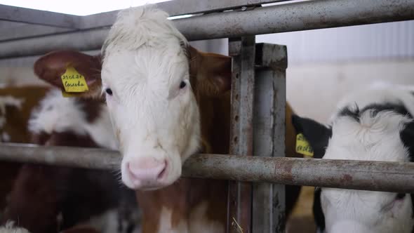 Calves in the Pen