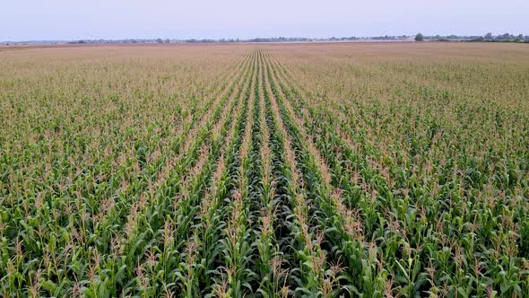 Drone Flying Over a Cornfield Green Agriculture