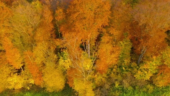 View From the Height on a Bright Yellow Autumn Forest