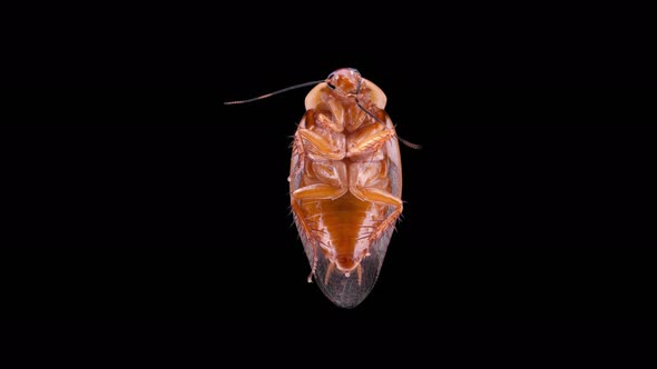 Cockroach Insect Gyna Centurio Family Blaberidae Female