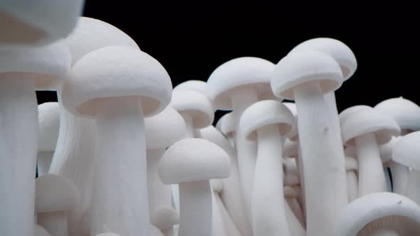 Macro Shot of Champignons Stand in a Row of Mushrooms