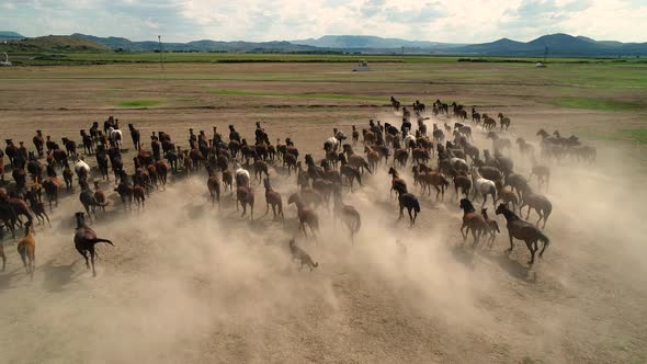 Wild Horses Running