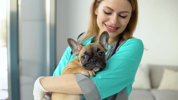 Woman Veterinarian Doctor with Little French Bulldog in Vet Clinic After Examination