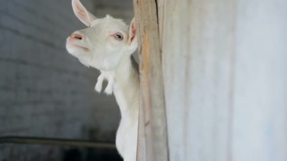 Funny White Goat