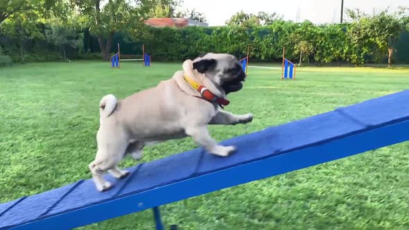 Cute Pug Training Agility Outdoors