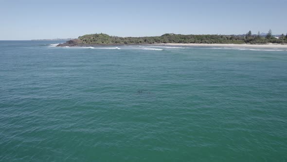 Flying Towards Fingal Headland With Bottlenose Dolphins Swimming In The Tasman Sea - aerial drone sh