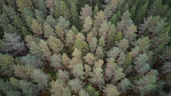 Aerial Top Down View of Green Pine and Spruce Conifer Treetops Forest in the Autumn. 4K Video