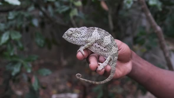 Chameleon Sitting in Black Man Hand African Holds Funny Lizard in Palm Zanzibar