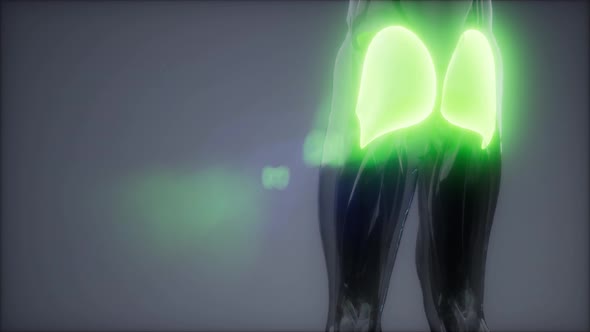 Gluteus Maximus - Leg Muscles Anatomy Animation alt