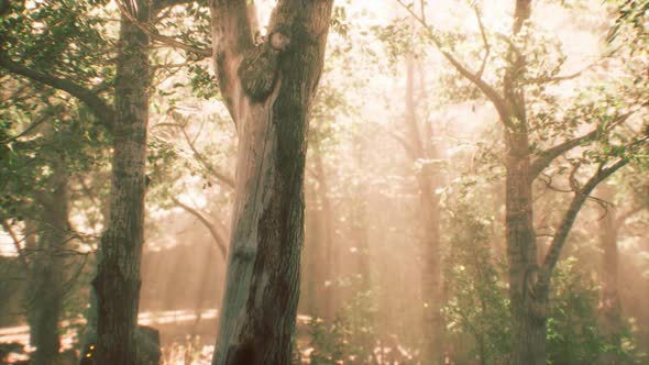 Rays of Sunlight in a Misty Forest in Autumn