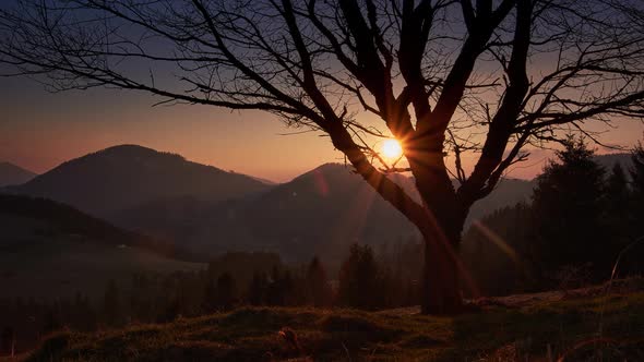 Tree at Sunset in Summersumptuous Rural Landscape