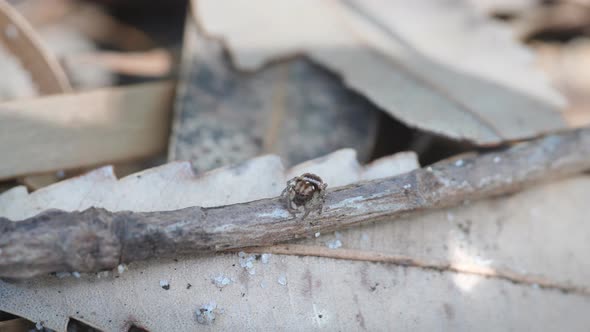 high frame rate clip of a juvenile maratus volans turning and walking