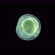 Caviar fish under the microscope, the movement of the formed embryo is noticeable - VideoHive Item for Sale