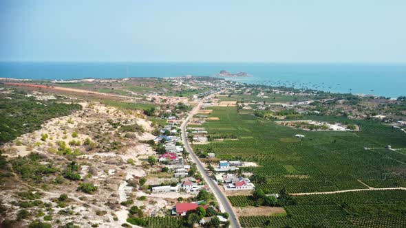 Endless coastal road with dragonfruit plantation on one side, aerial view