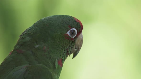 Side close-up of head of mitred parakeet with blurry green background