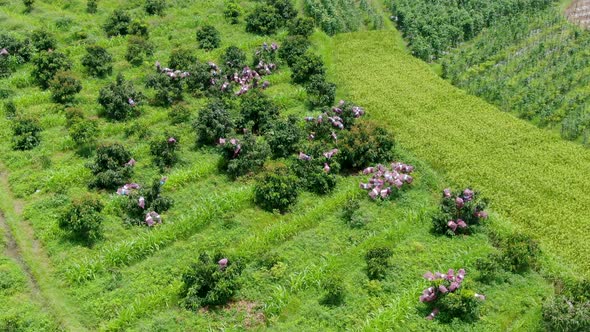 Longan plantation in Indonesia countryside, cultivated fruit trees aerial view