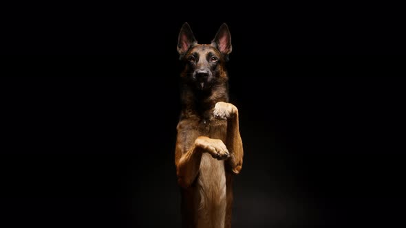 Shorthair Brown Malinois Bard Dog Standing on Back Legs on Black Background