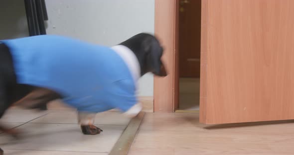 Dachshund in Costume Runs Out of Classroom Into Hallway