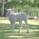A little lamb standing alone in a area surrounded by nature - VideoHive Item for Sale