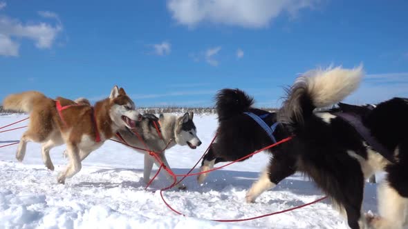 Dogs Harnessed By Dogs Breed Husky Pull Sled with People Slow Motion Video Loop