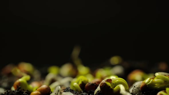 Growing seeds rising from soil time lapse 4k footage.