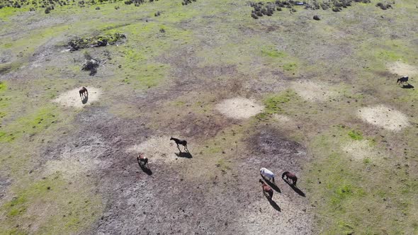 Aerial view of Grassland with Horses