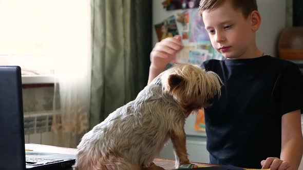 Caucasian boy, 6-9 years old, stroking his pet, a Yoksher terrier puppy