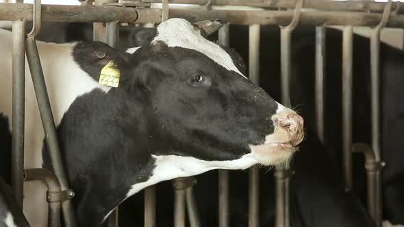 Cow Eating Hay in Farm Barn Agriculture.