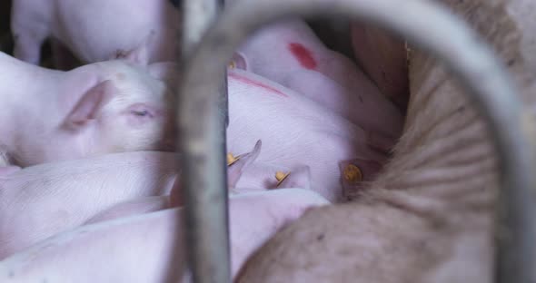 Pigs, Piglets on Livestock Farm