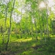 Forest Morning Sun Rays Light Jungle Green Grass Nature Wood Outdoor - VideoHive Item for Sale