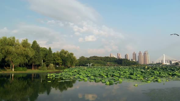 Early Morning Lotus Park
