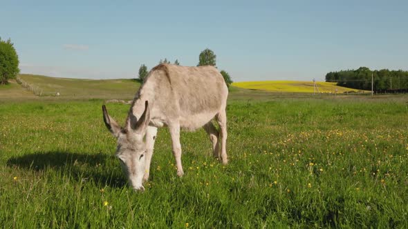 Grey donkey grazing in grass field