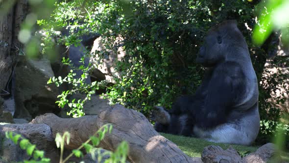 Western lowland gorilla sitting on the ground