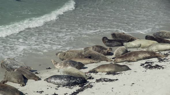 Waves come ashore and wake up sleeping seals. They try to avoid the cold water by picking up their h