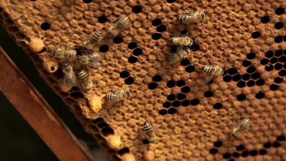 Beekeeper looks after honeycombs. Apiarist shows an empty honeycomb