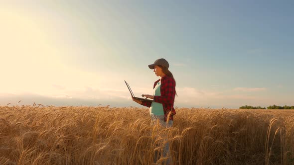 Farmer Girl Works with a Tablet in a Wheat Field, Plans a Grain Crop. Agriculture Concept. Woman