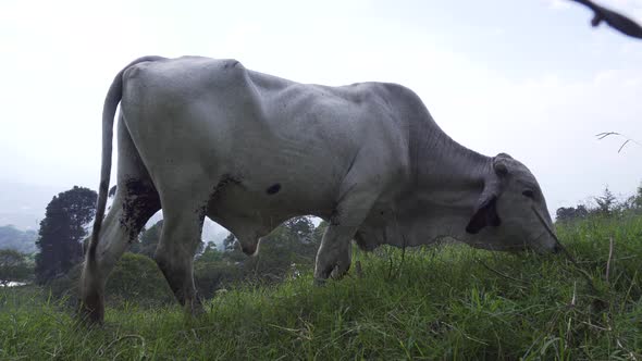 White bull eats and wags his tail