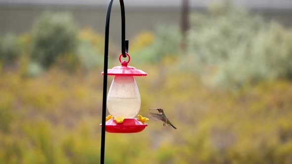 A female rufous hummingbird drinks from a back yard feeder, poops, then flies away