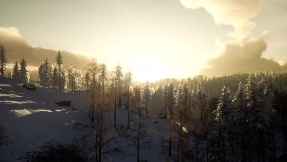 Fantastic Evening Winter Landscape alt