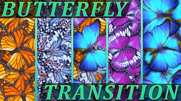 Butterfly Transition