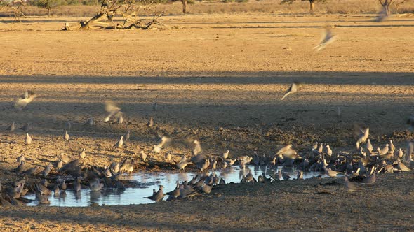 Cape Turtle Doves At A Waterhole - Kalahari Desert