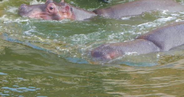 Two Hippopotamus in Water, Wild Hippos Flock in Zoo, Danger Animals Close Up.