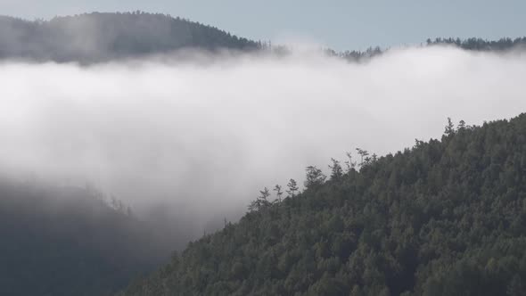 Hillside Covered By Pine Forest with Clouds