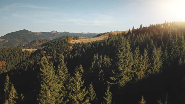 Sun Mountain Pine Forest Closeup Aerial