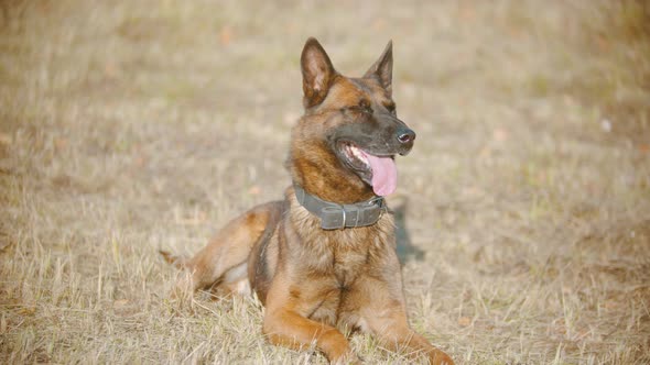 German Shepherd Dog Lying on the Autumn Grass with a Tongue Out