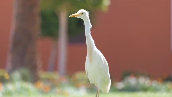 White Cattle Egret Wild Bird Also Known As Bubulcus Ibis Walking on Green Lawn at Hotel Yard in