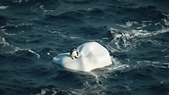 One Funny Penguin Swims in Open Ocean on an Iceberg on Waves and Fun Dancing alt